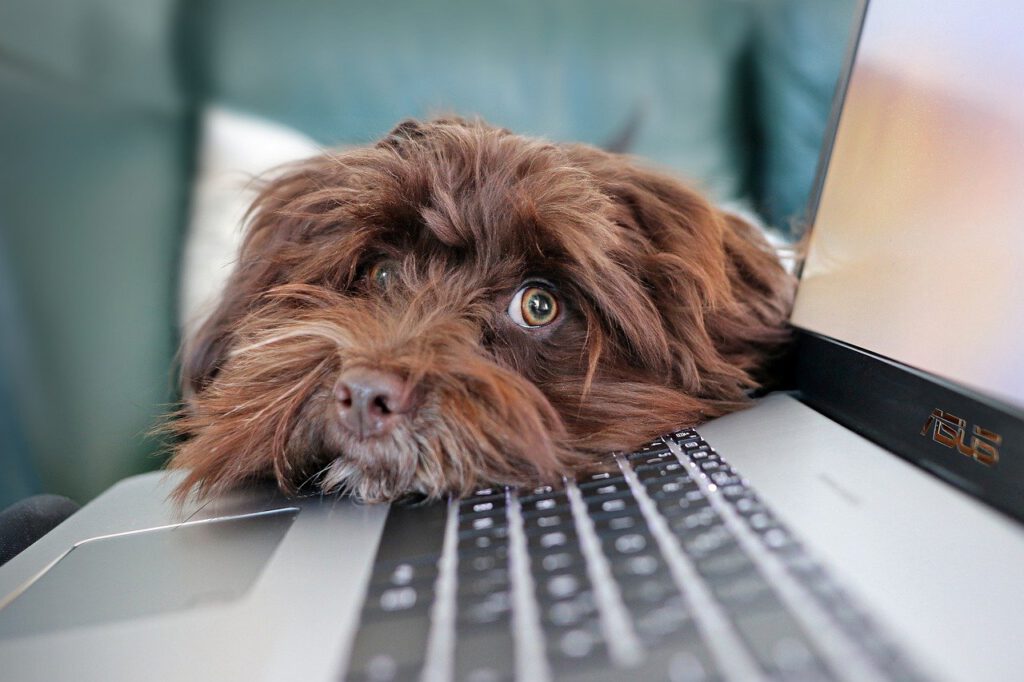Dog Containment Telework Bichon  - MarlyneArt / Pixabay