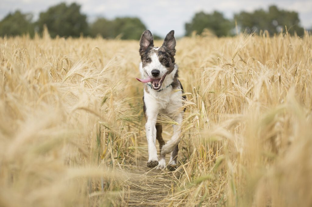 Dog Pet Animal Running Playful  - Kwiaatekk / Pixabay