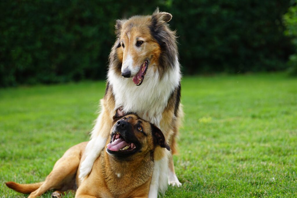 Dogs Pets Canine Animals Lying  - mariuszopole / Pixabay