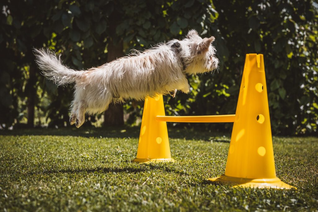 dog small white leap obstacle 7360328